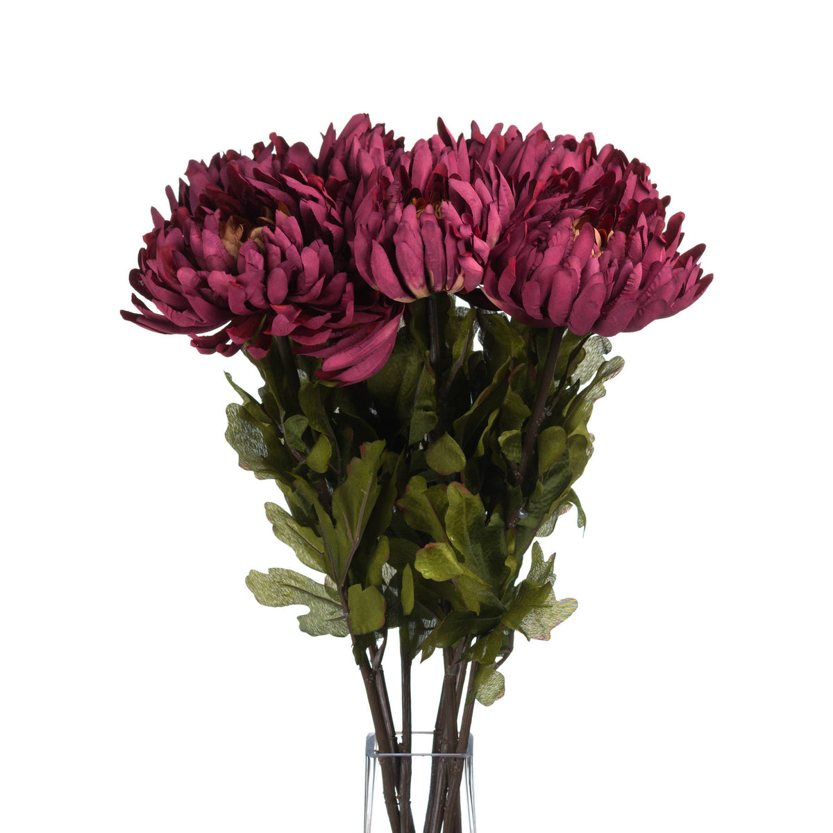 Autumn Spider Chrysanthemum - Purple