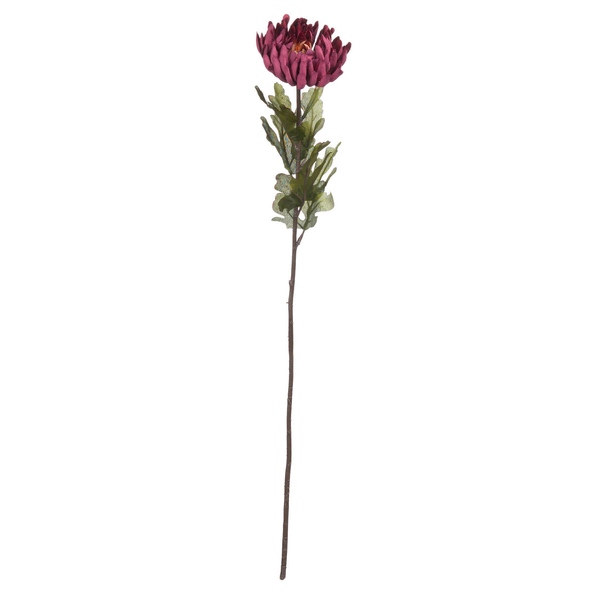 Autumn Spider Chrysanthemum - Purple