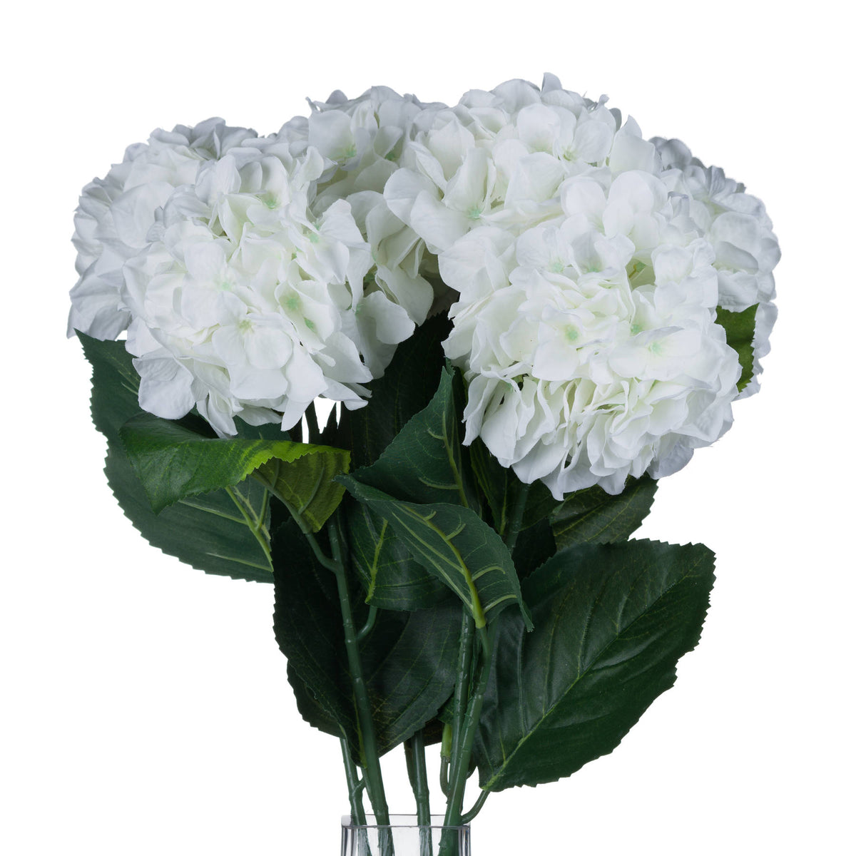 White Small Head Hydrangea - White