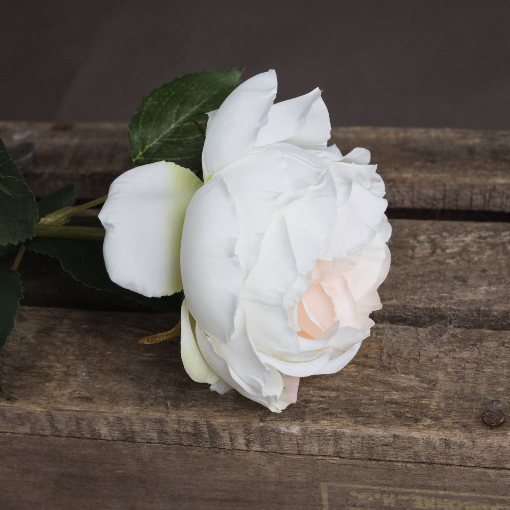 Natural Garden Collection Palest Blush Charity Rose - Pink