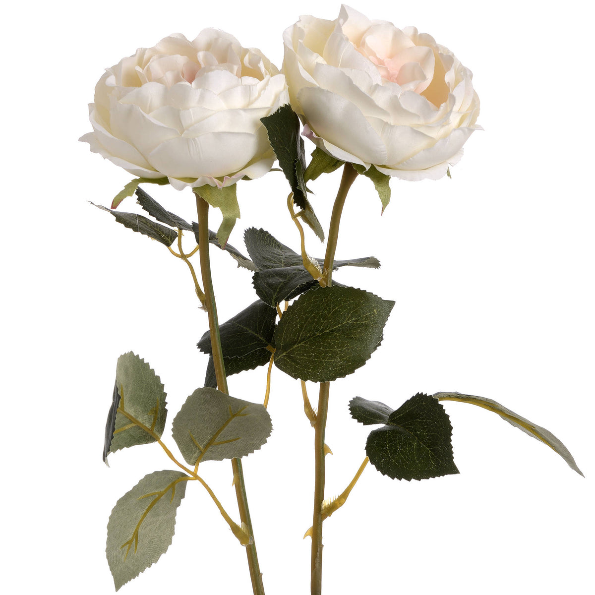 Natural Garden Collection Palest Blush Charity Rose - Pink