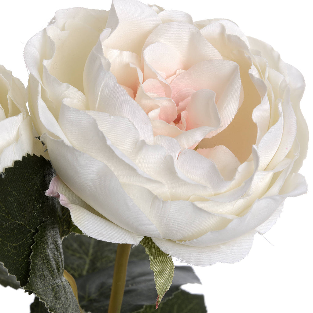 Natural Garden Collection Palest Blush Charity Rose - Pink