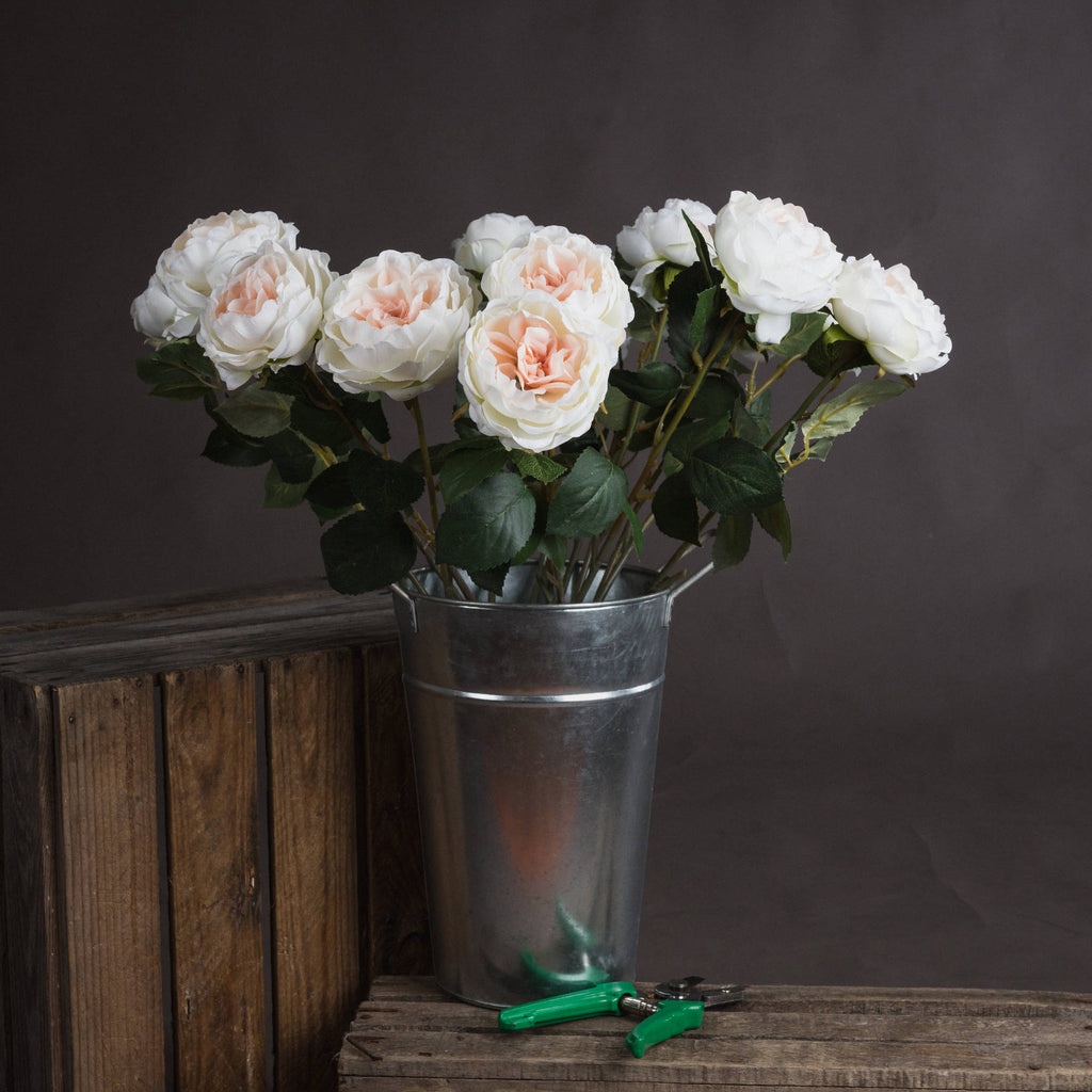 Natural Garden Collection Palest Blush Charity Rose - Pink