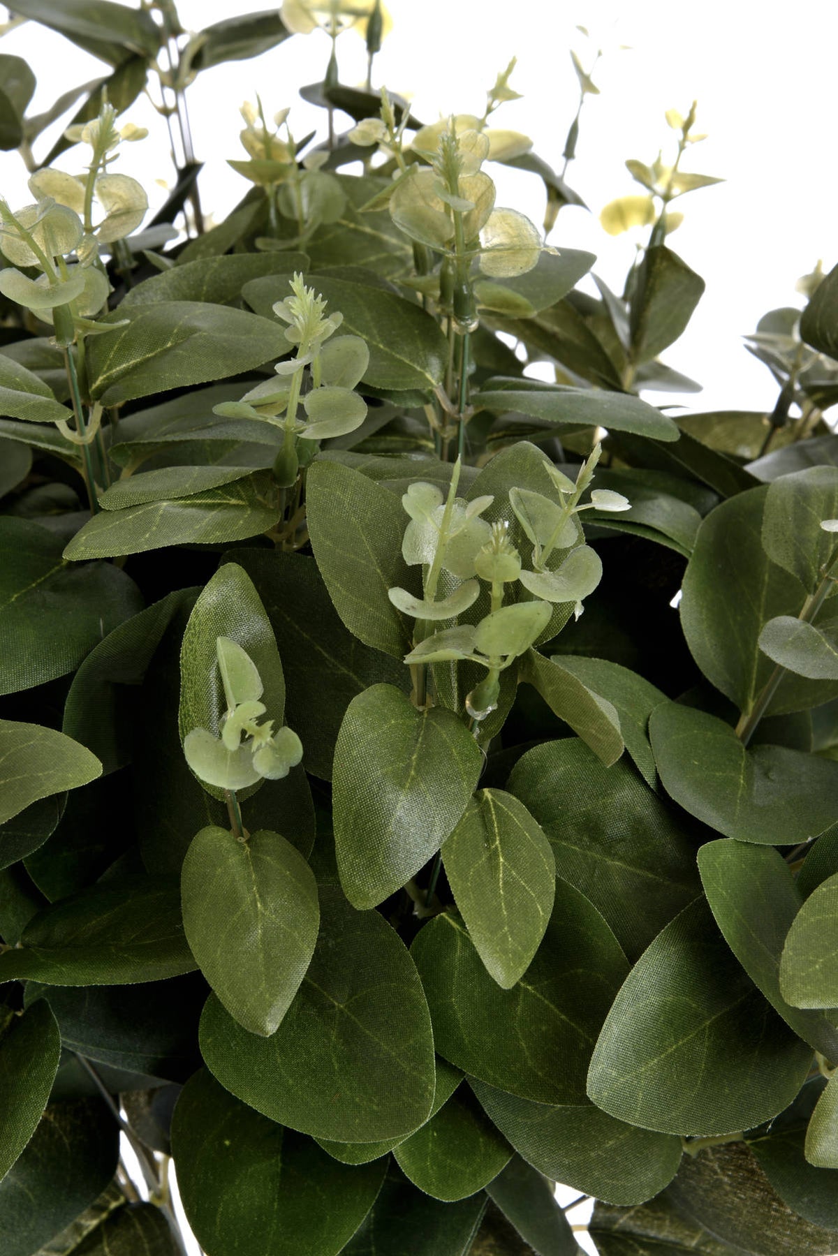 Large Cineraria Eucalyptus Spray