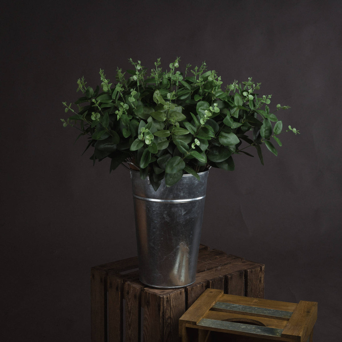 Eucalyptus Spray