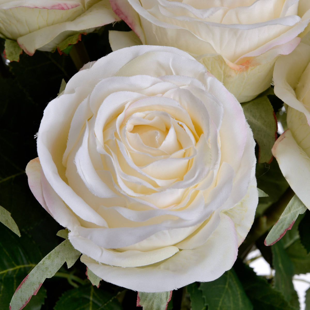 Traditional White Rose - White