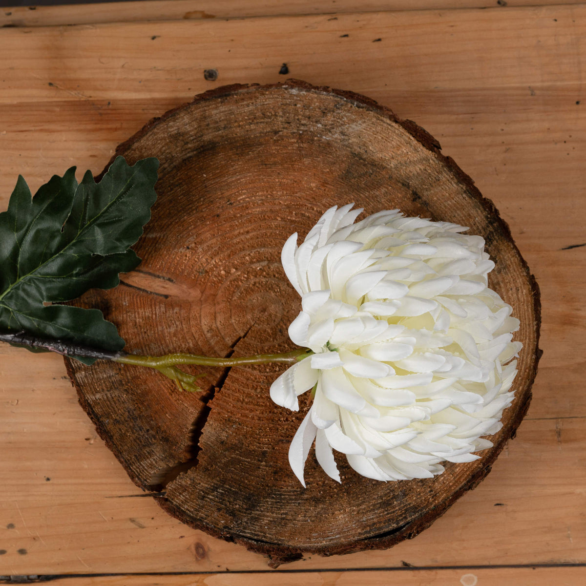 Large White Chrysanthemum - White