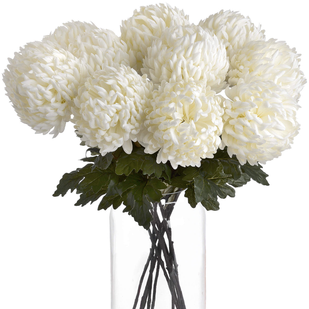 Large White Chrysanthemum - White