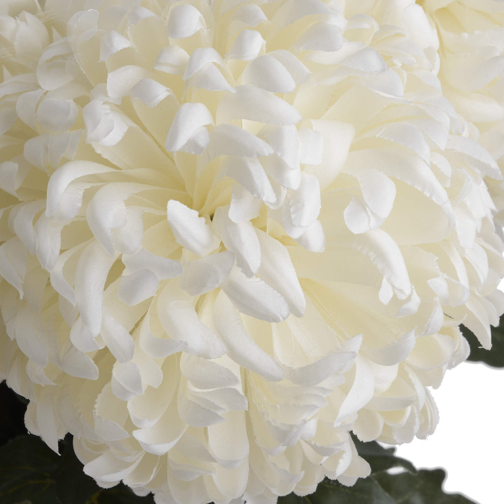 Large White Chrysanthemum - White