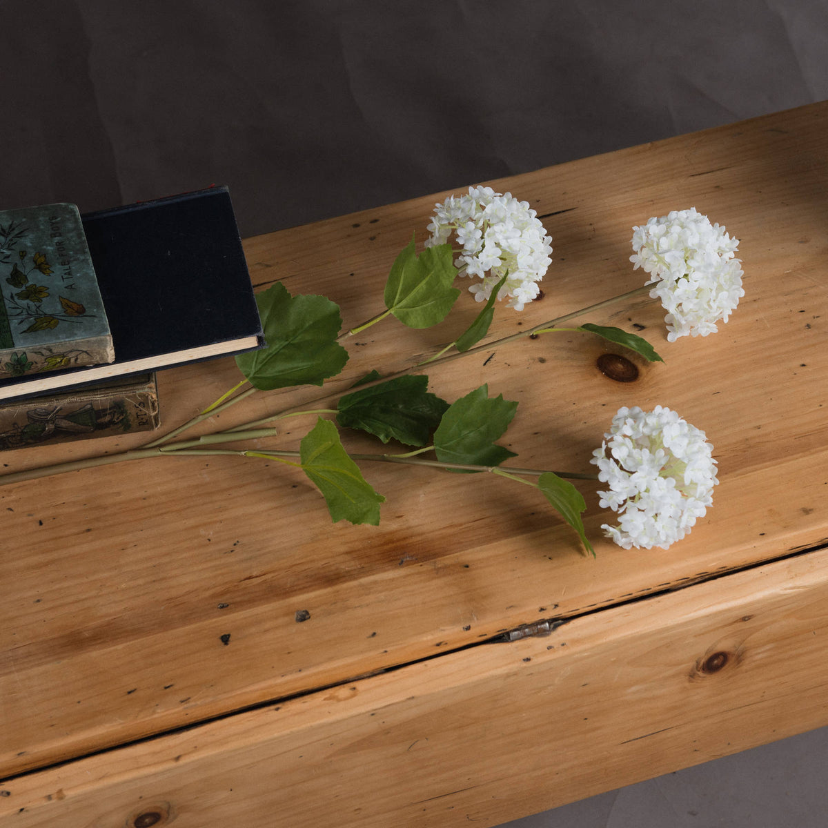 Viburnum Opulus - White