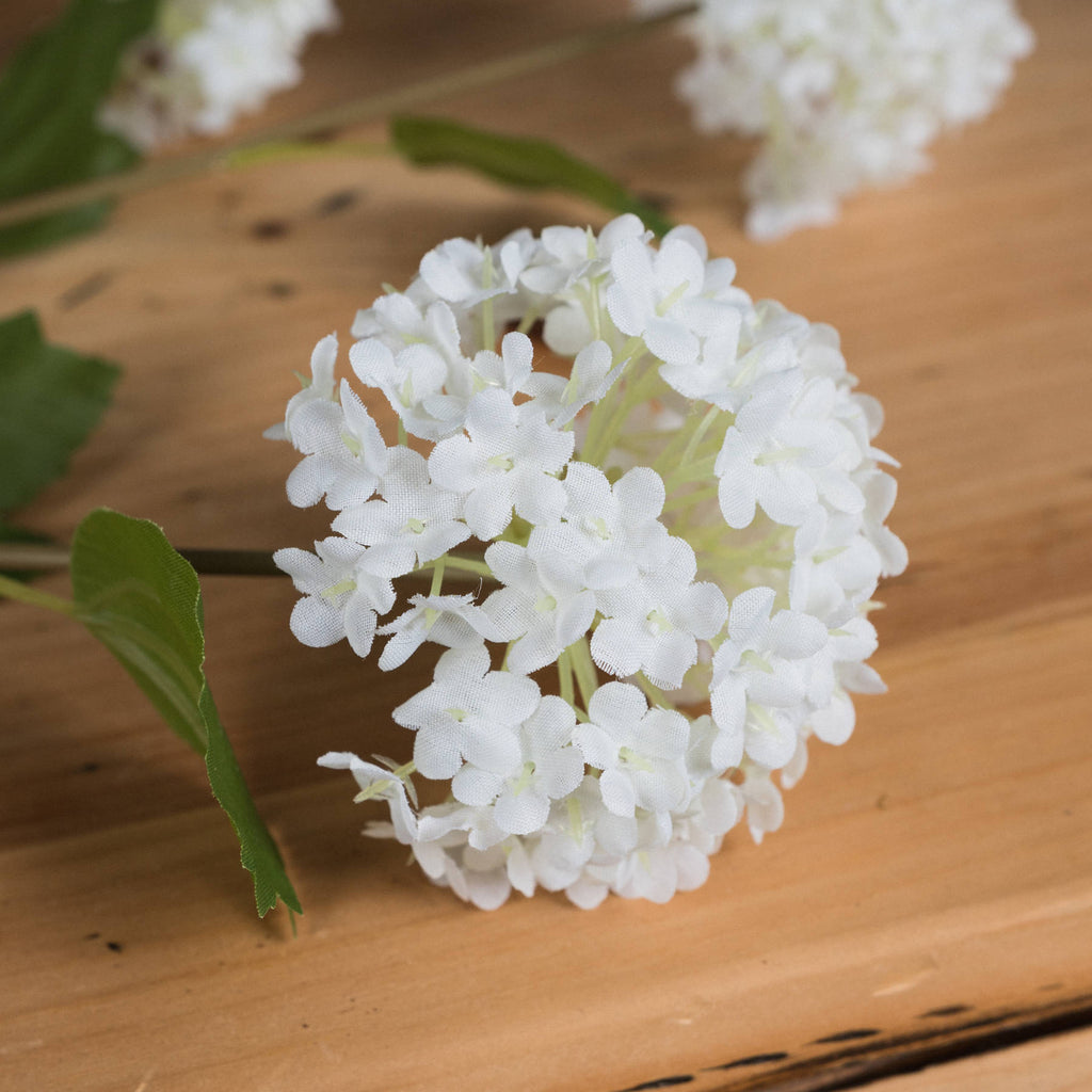 Viburnum Opulus - White