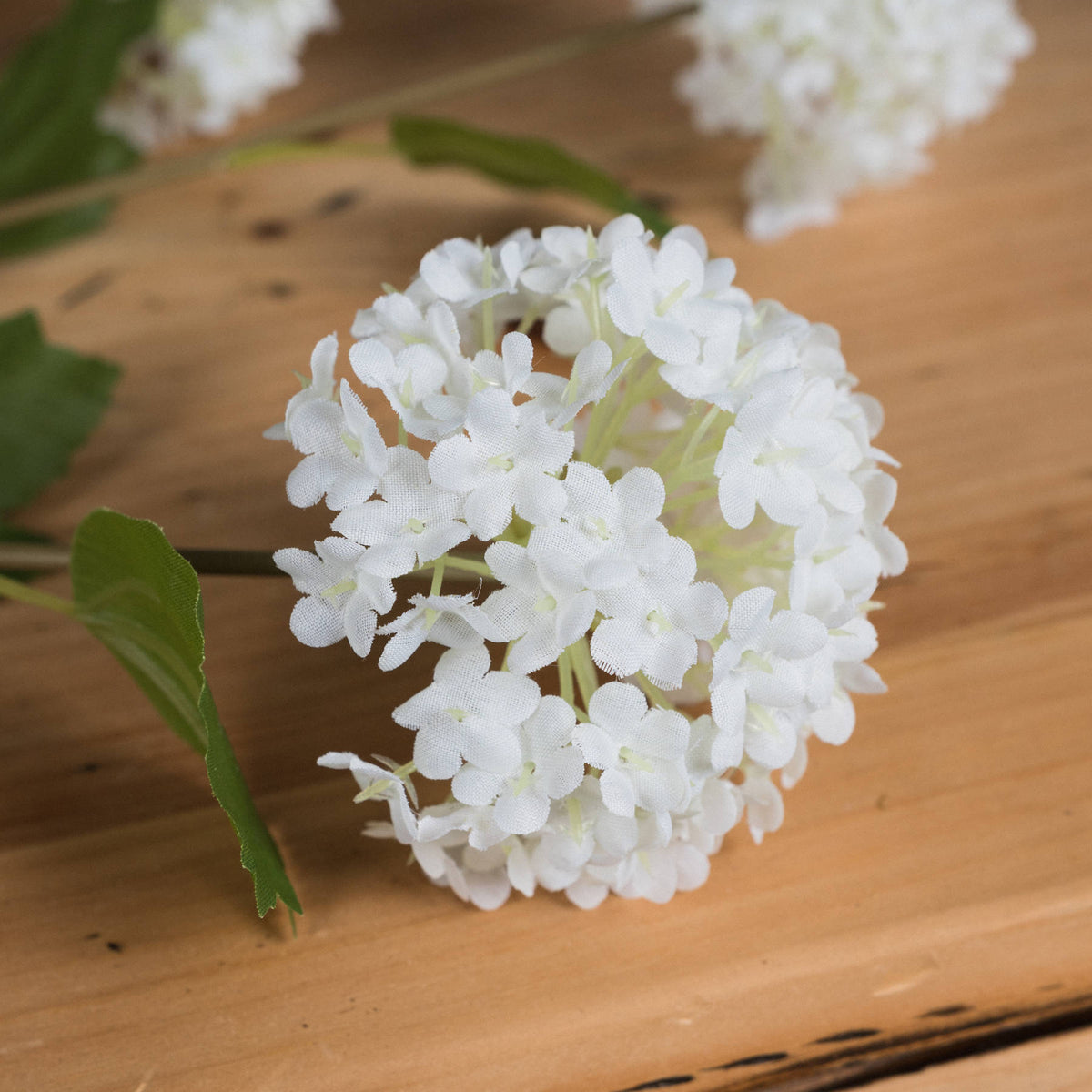 Viburnum Opulus - White