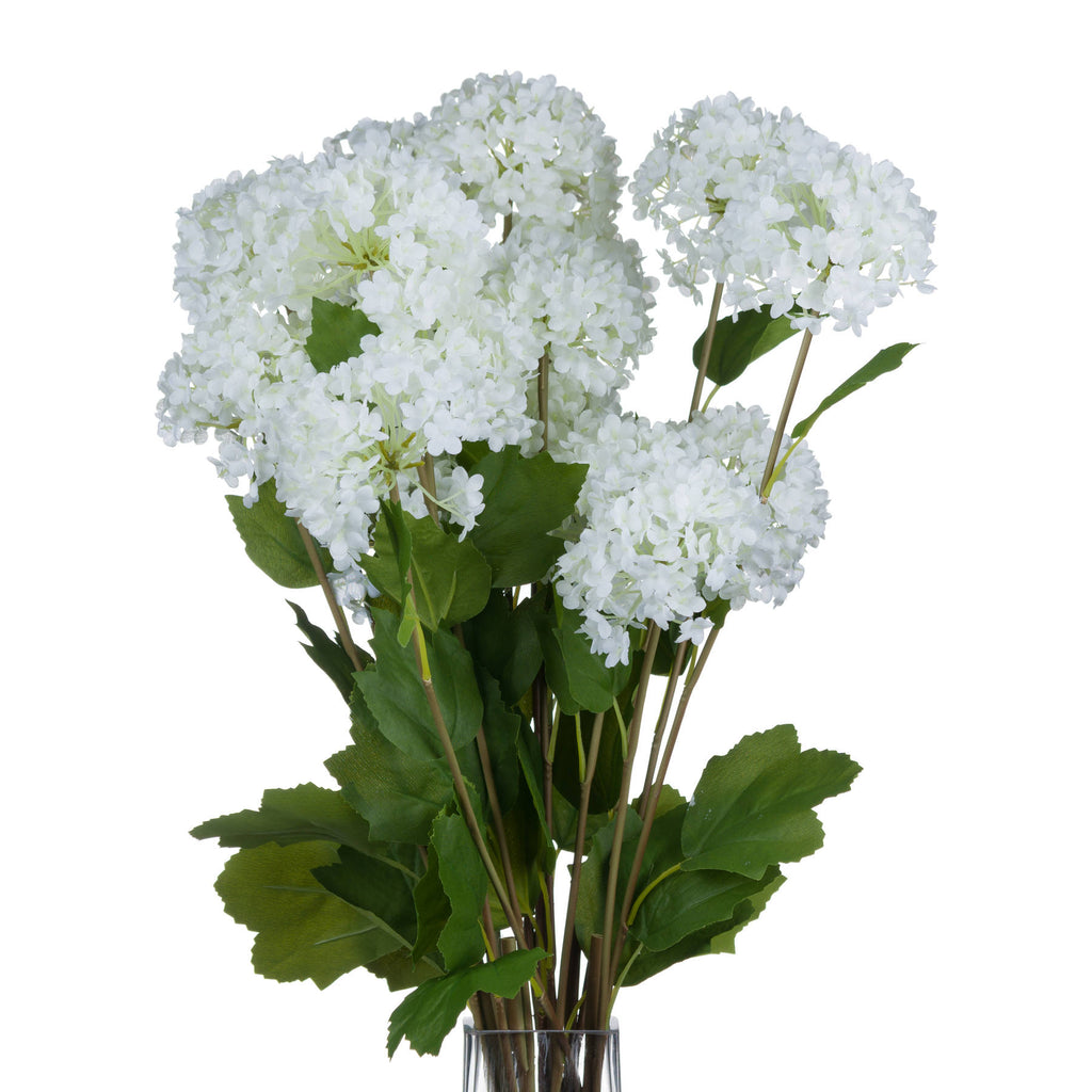 Viburnum Opulus - White