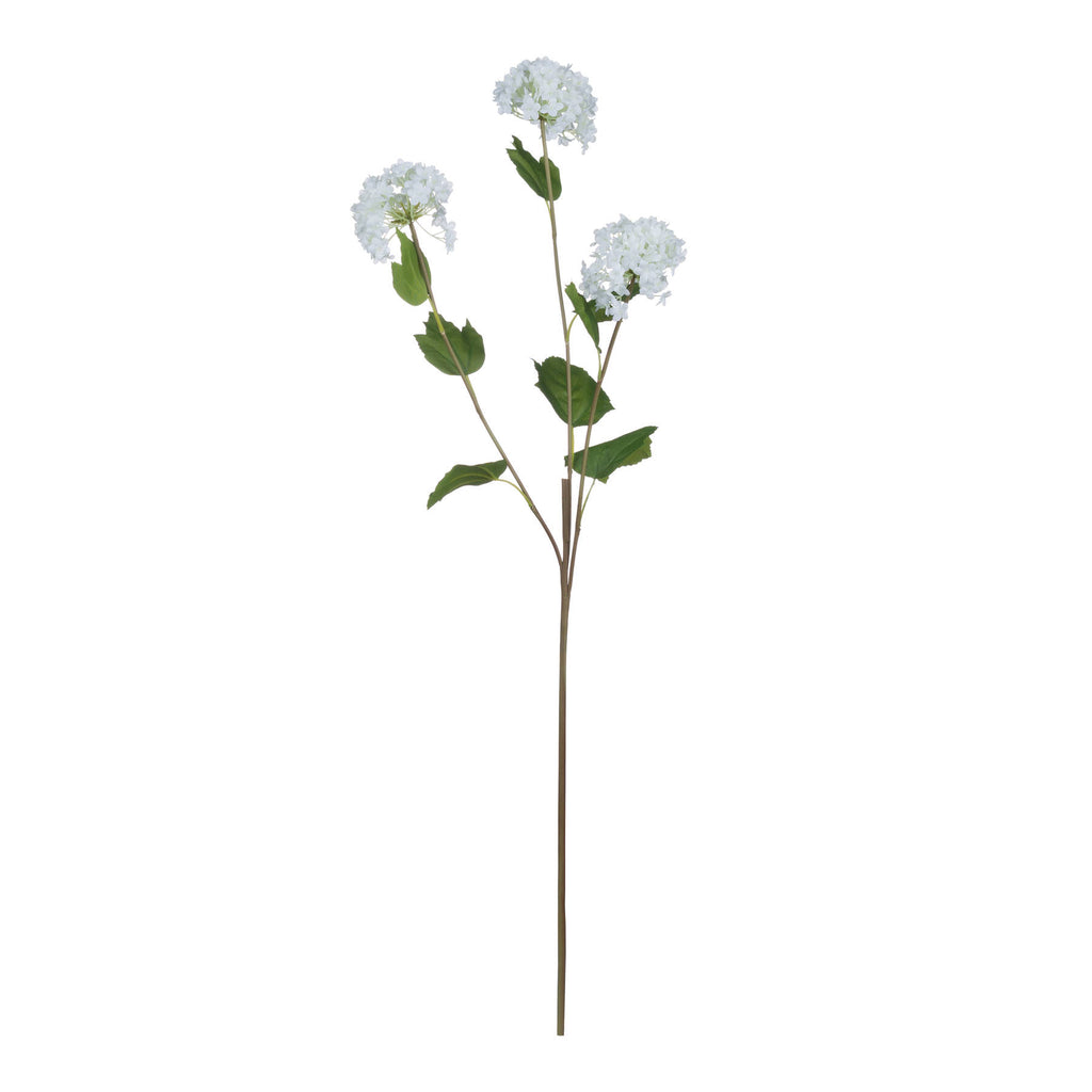 Viburnum Opulus - White