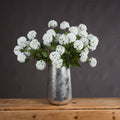 Viburnum Opulus - White