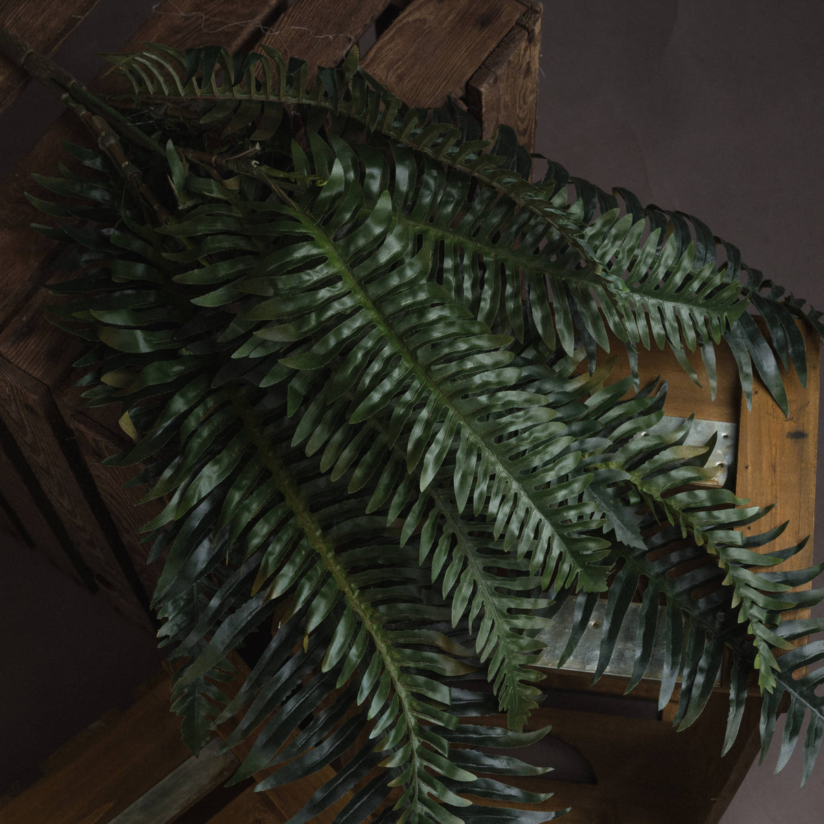Asparagus Fern Bunch