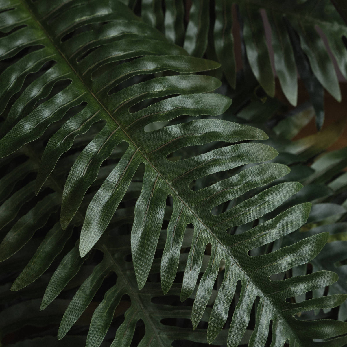 Asparagus Fern Bunch