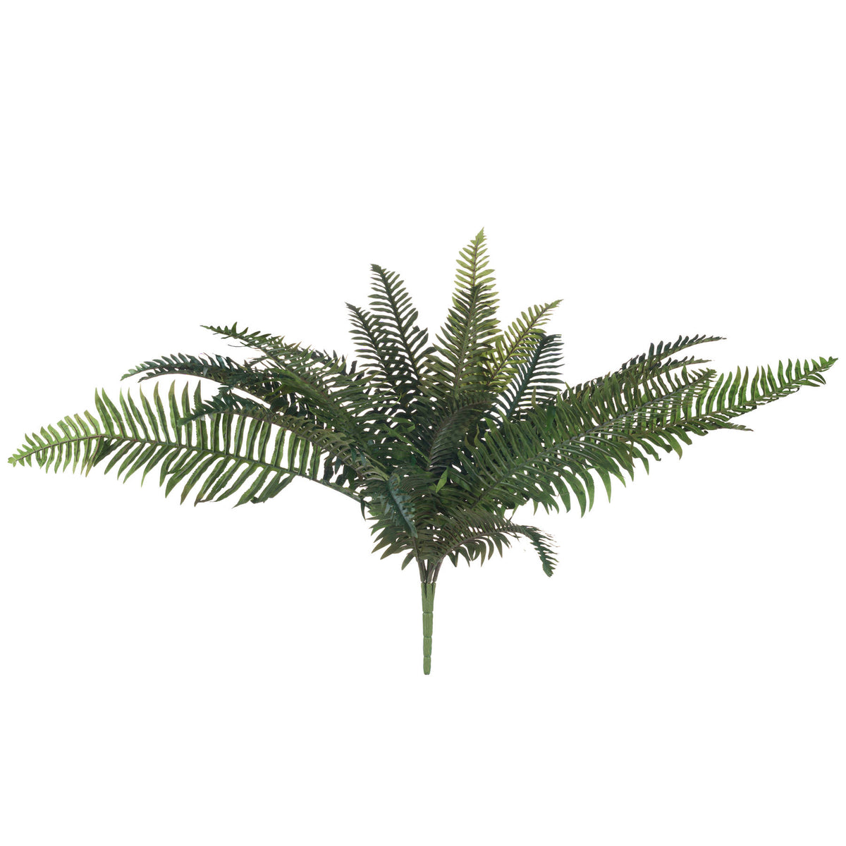 Asparagus Fern Bunch