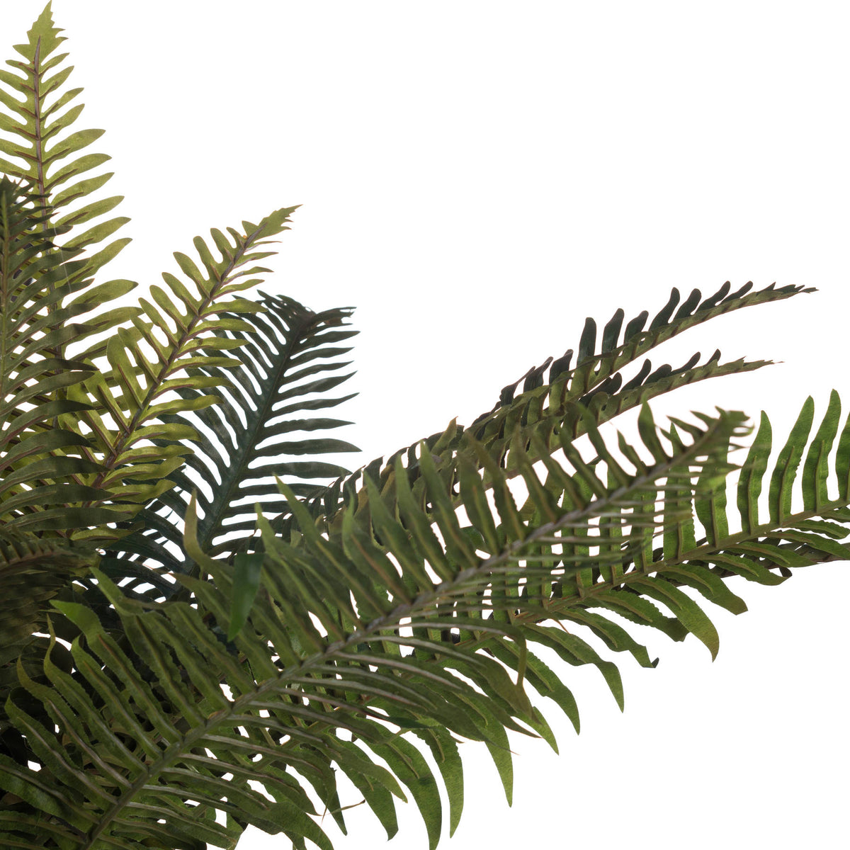Asparagus Fern Bunch