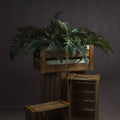 Asparagus Fern Bunch