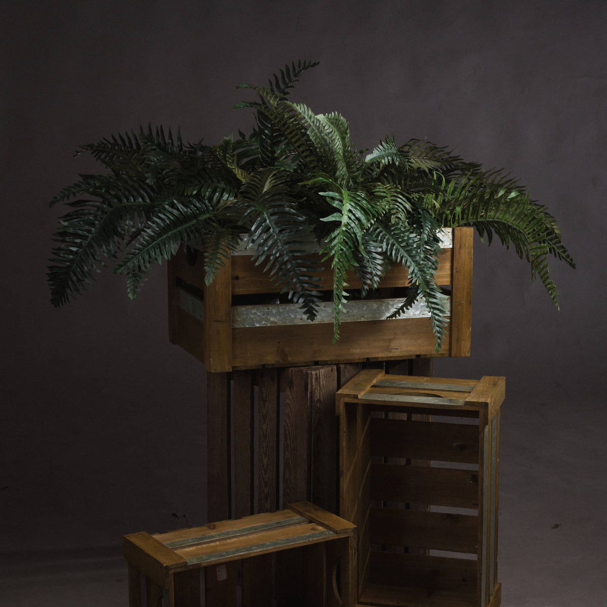 Asparagus Fern Bunch