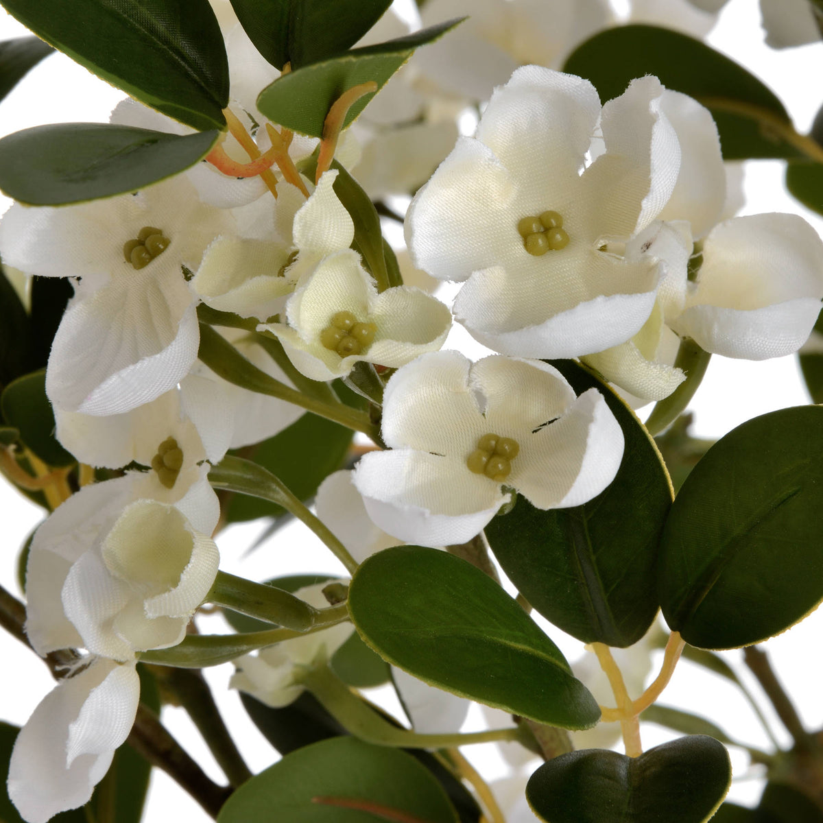 White Spring Mock Orange Flower - Orange