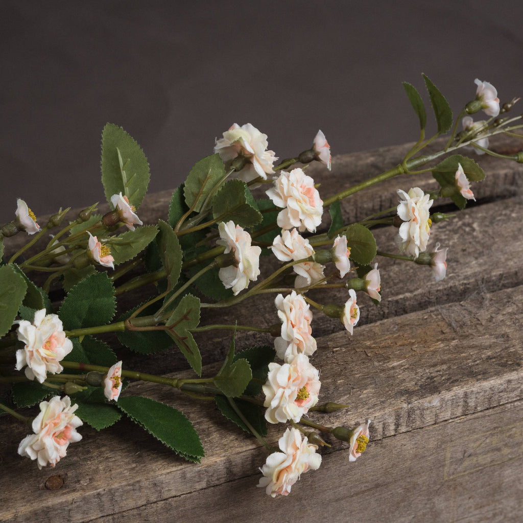 Cream Wild Meadow Rose - Cream