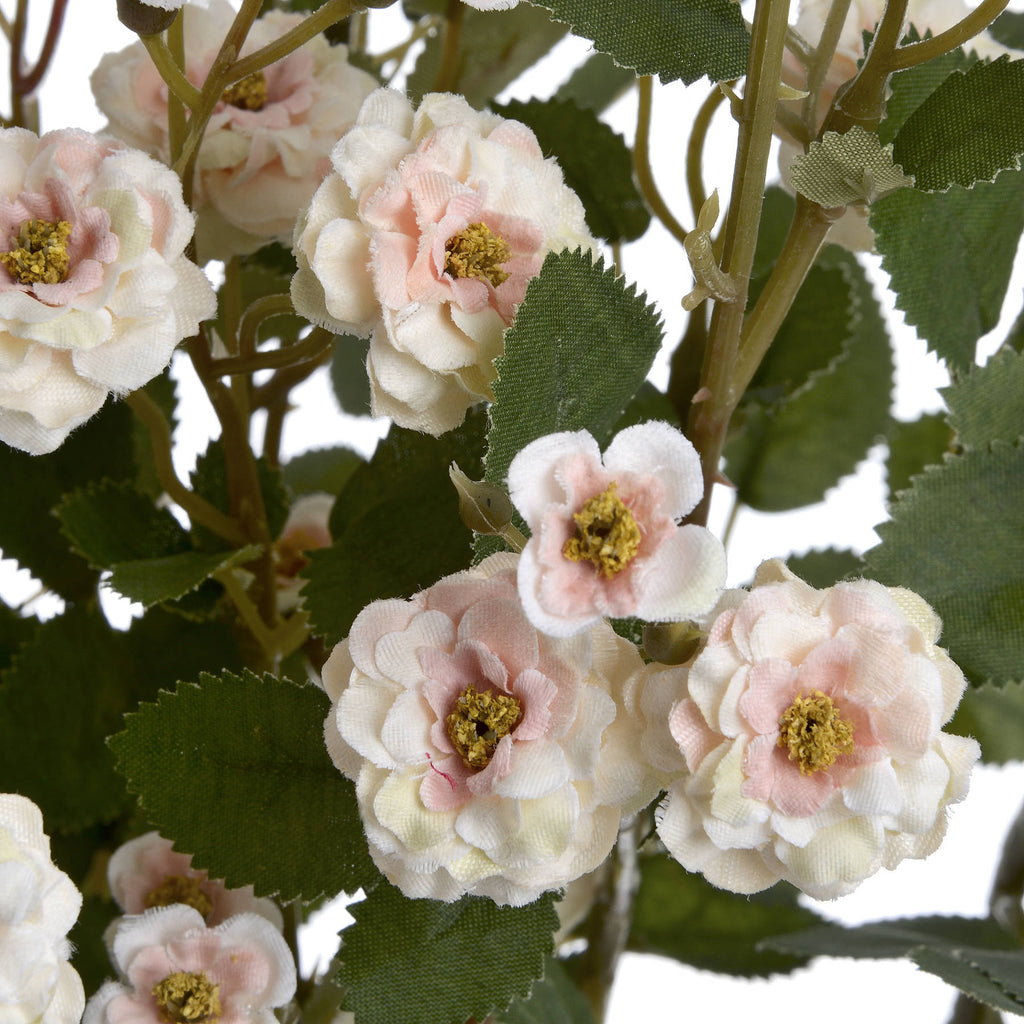 Cream Wild Meadow Rose - Cream