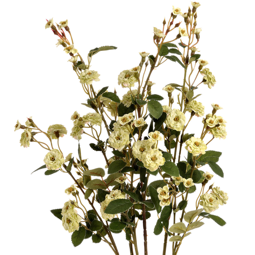 Green Wild Meadow Rose - Green