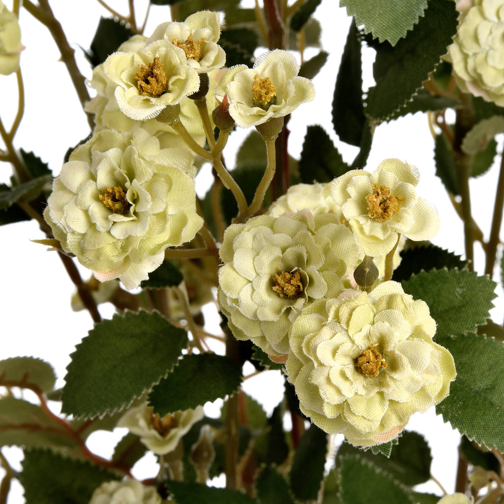 Green Wild Meadow Rose - Green