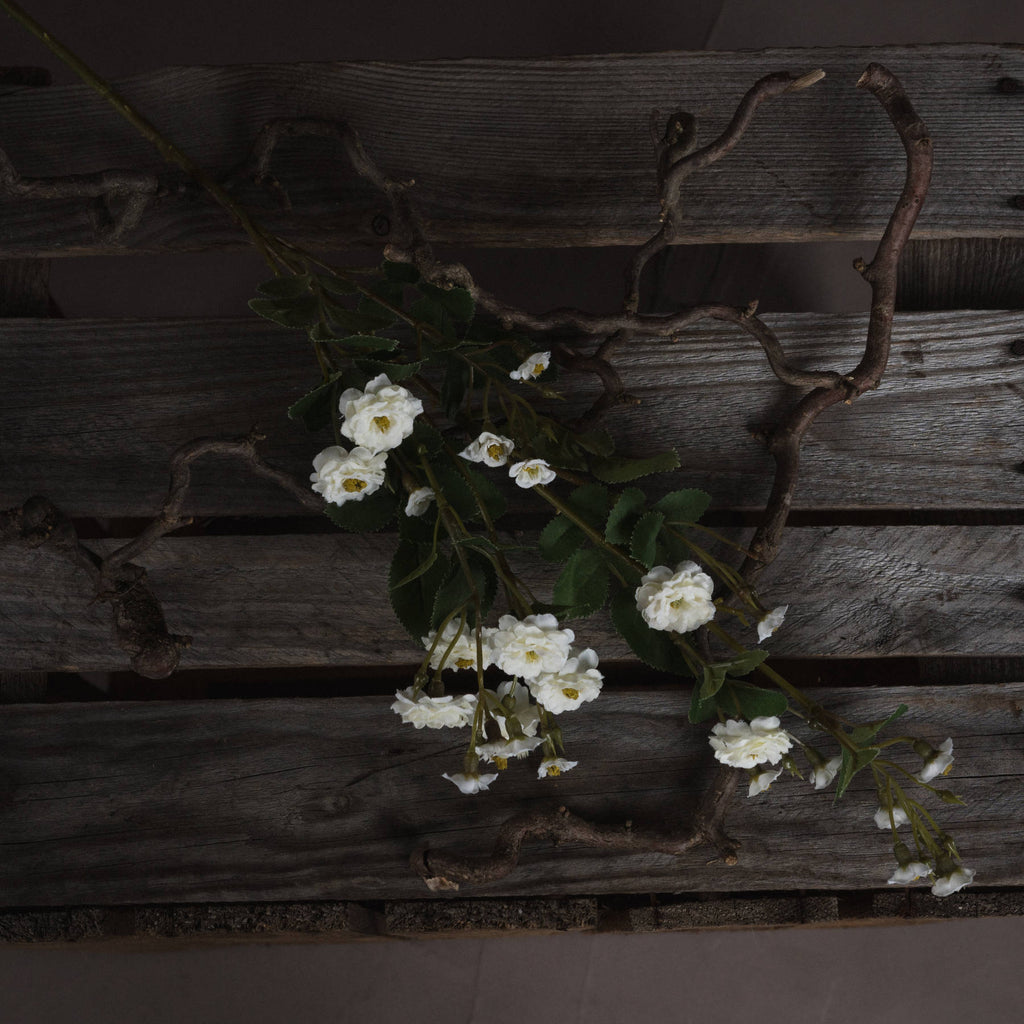 White Wild Meadow Rose - White