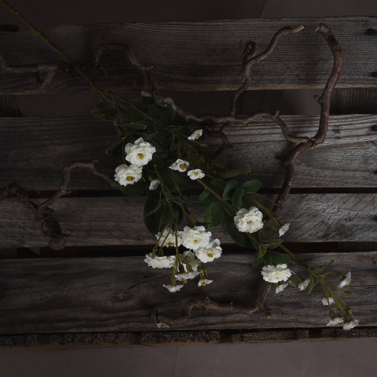 White Wild Meadow Rose - White