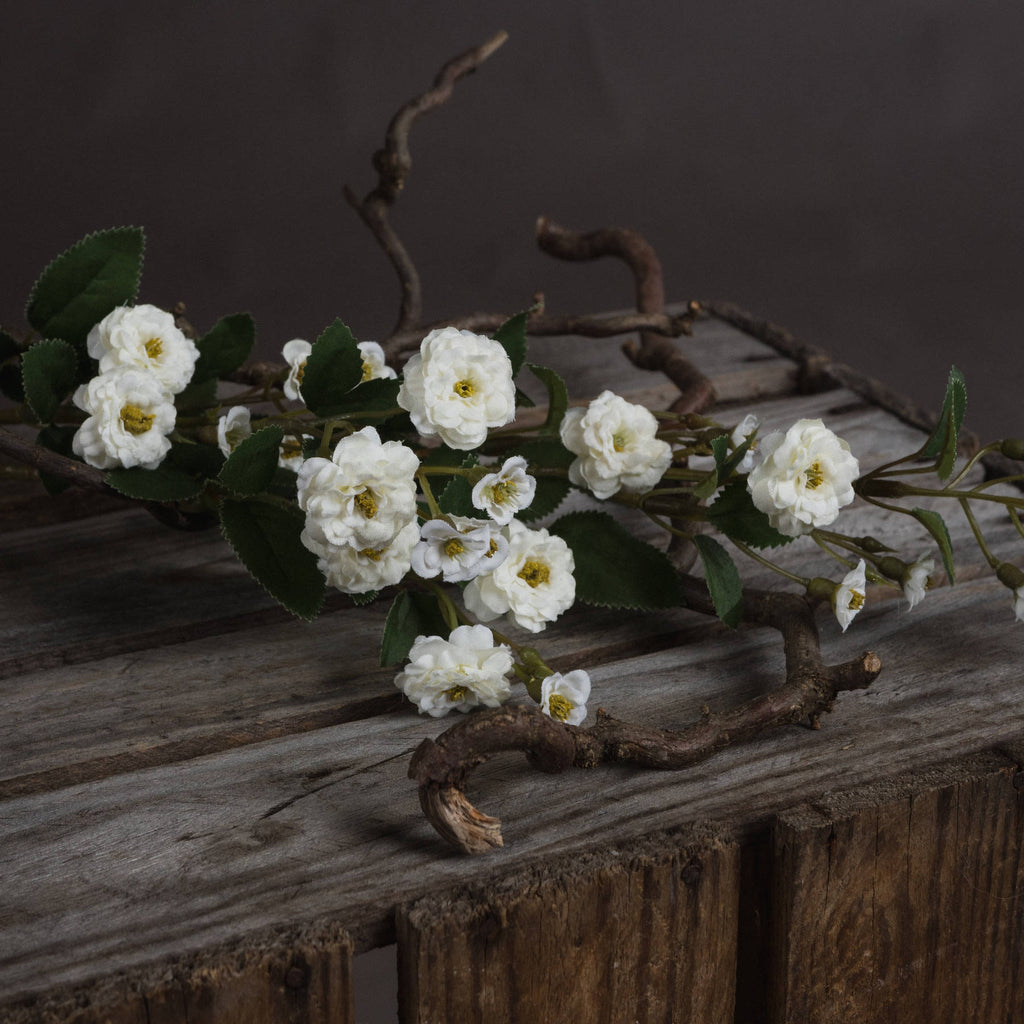 White Wild Meadow Rose - White