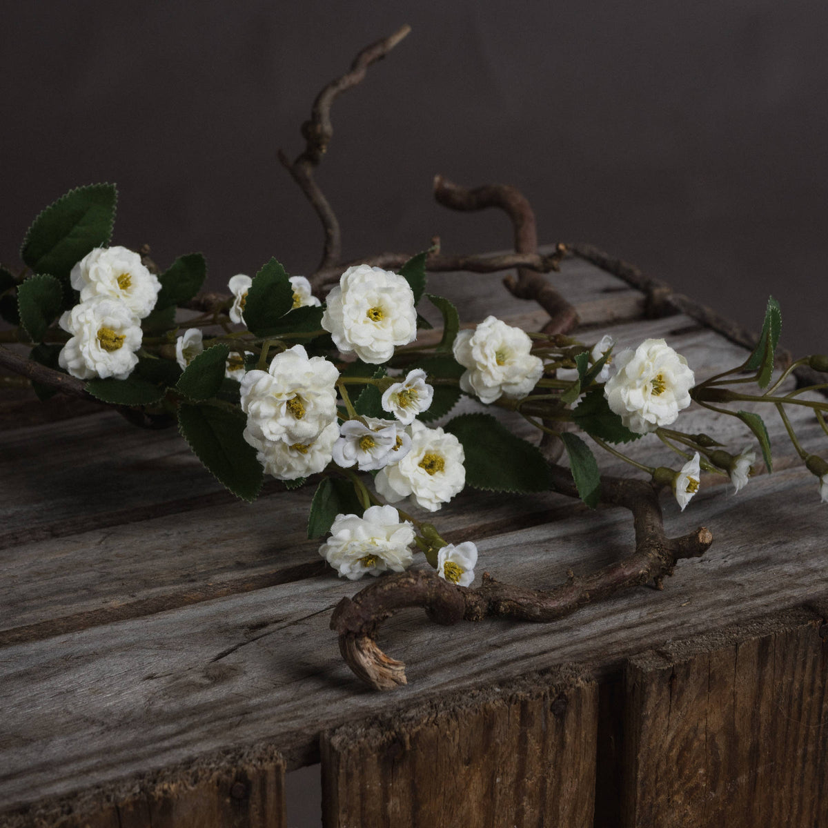 White Wild Meadow Rose - White