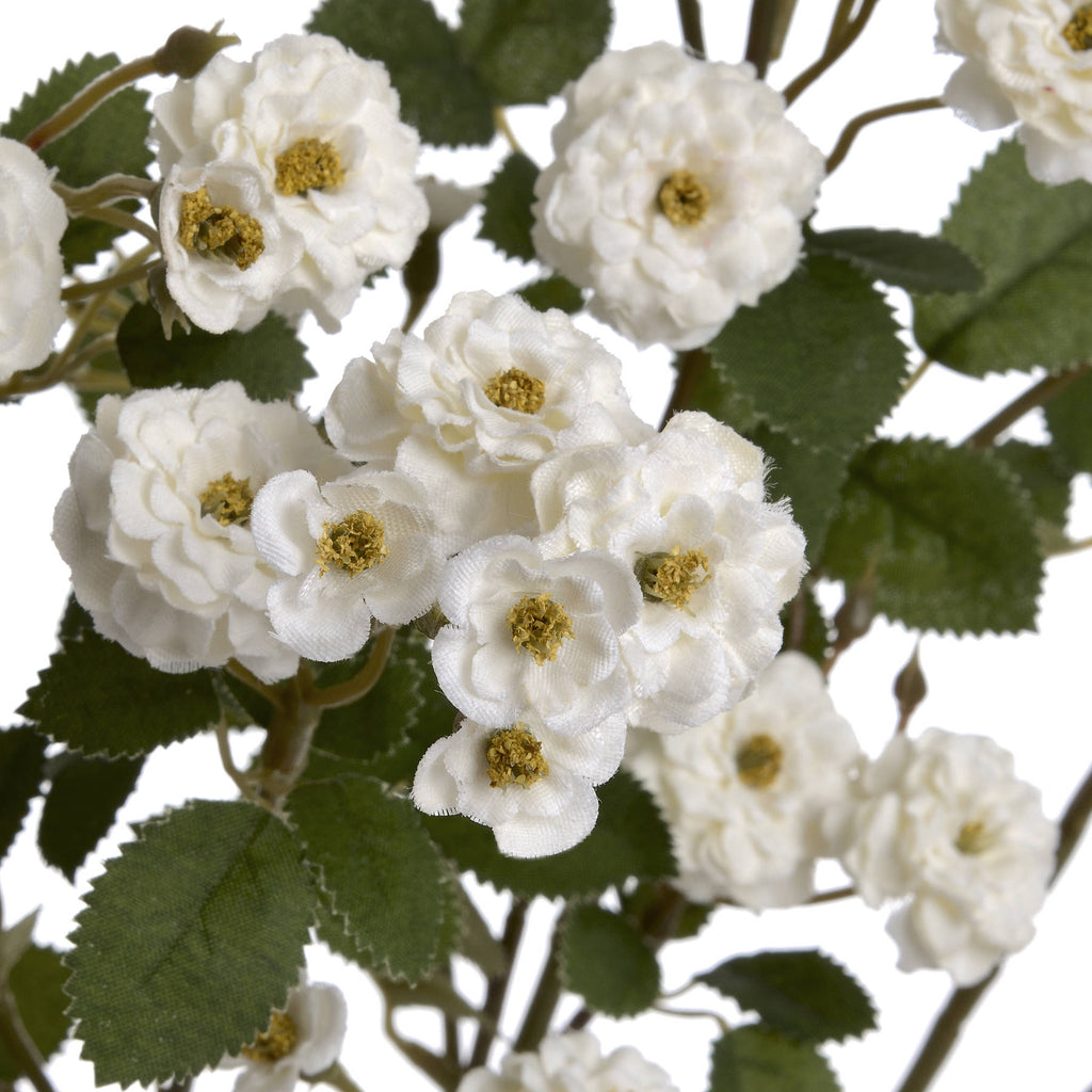 White Wild Meadow Rose - White