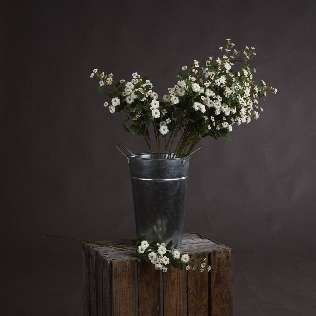 White Wild Meadow Rose - White