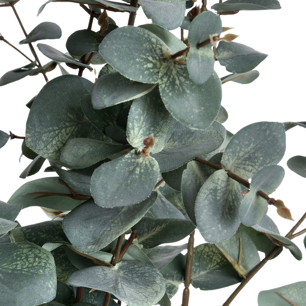 Variegated Long Leaf Eucalyptus Spray