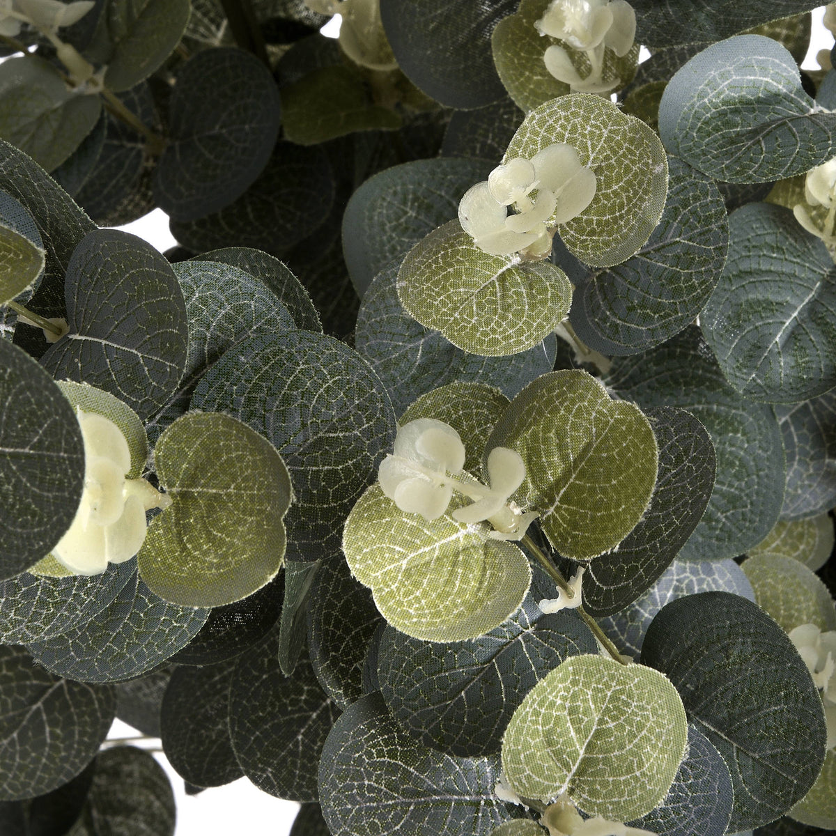 Gunnii Eucalyptus Spray