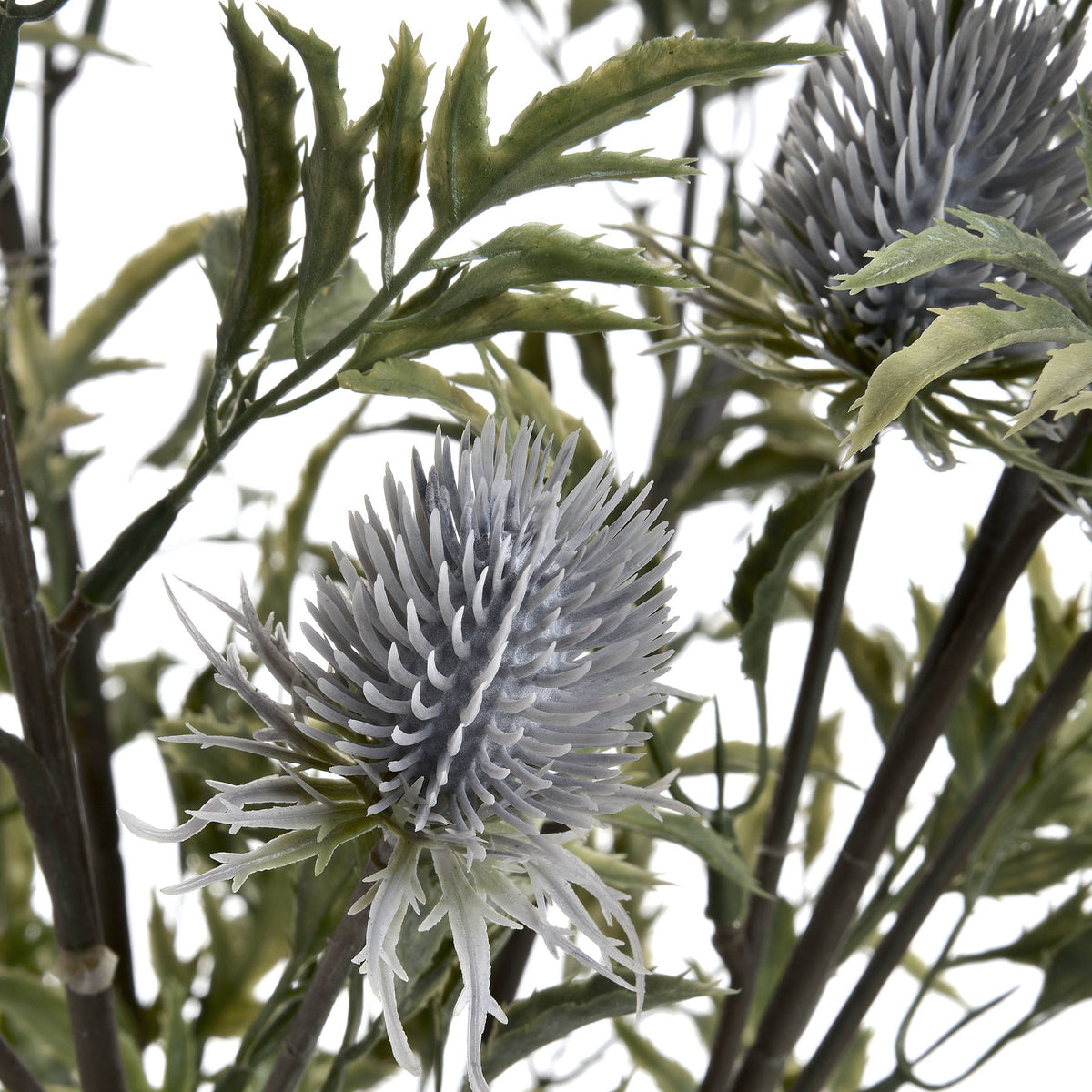 Eryngium Thistle - Grey