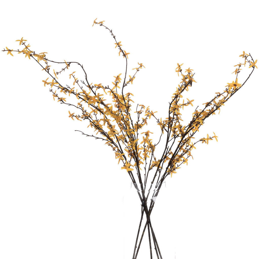 Forsythia - Yellow