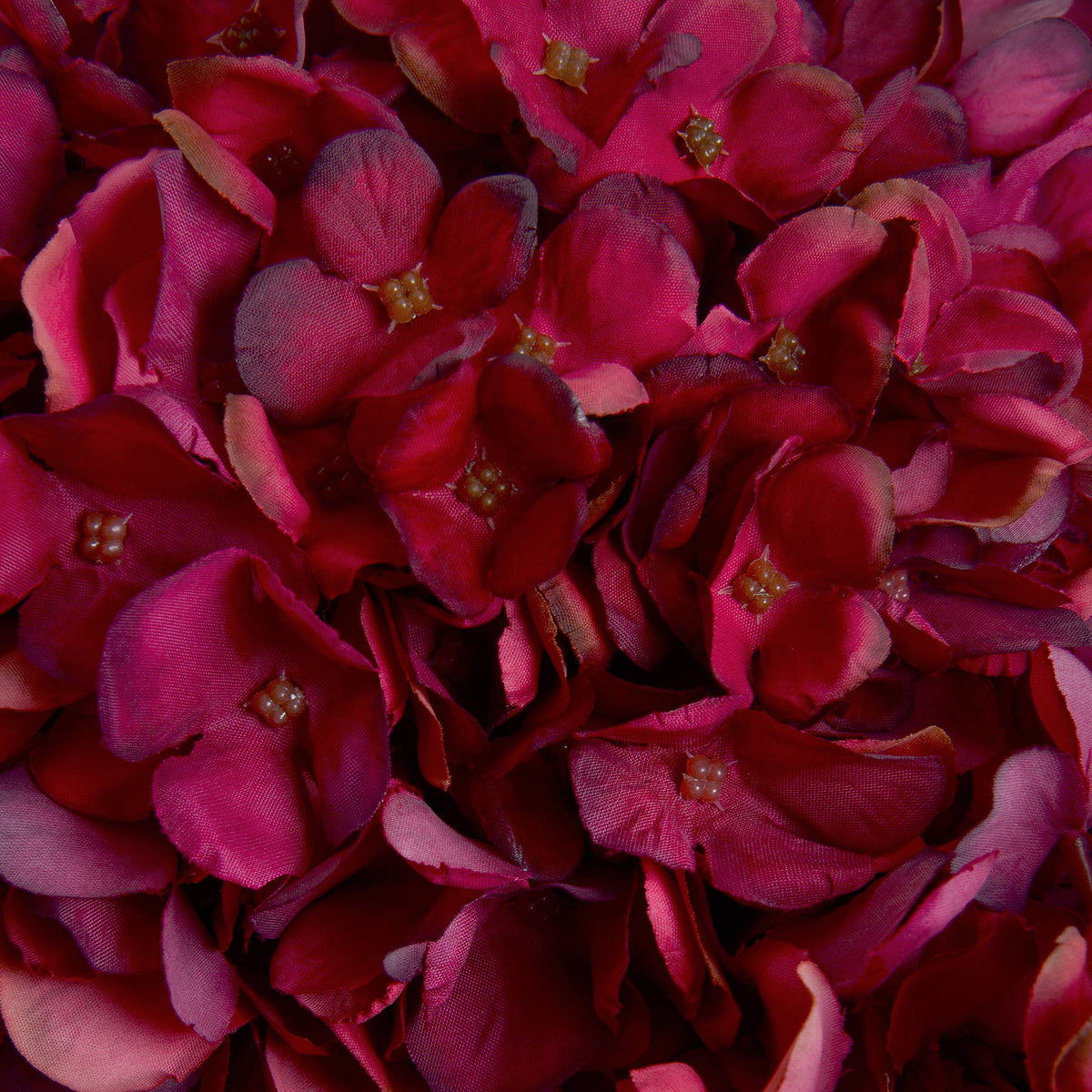 Autumn Ruby Hydrangea - Red
