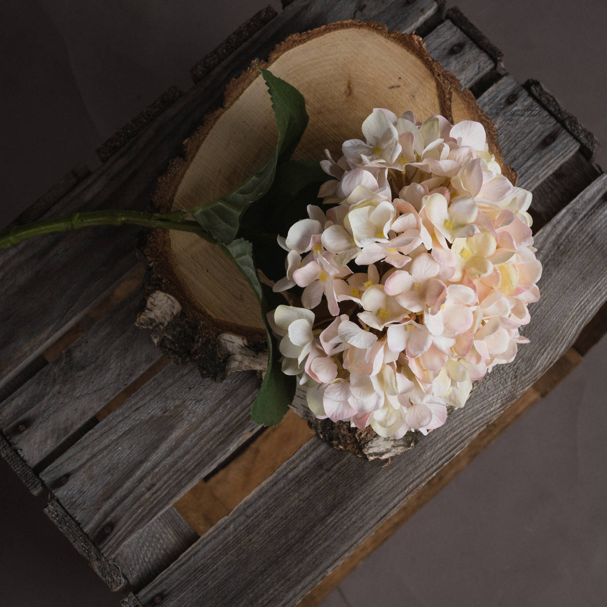 Autumn White Hydrangea - White
