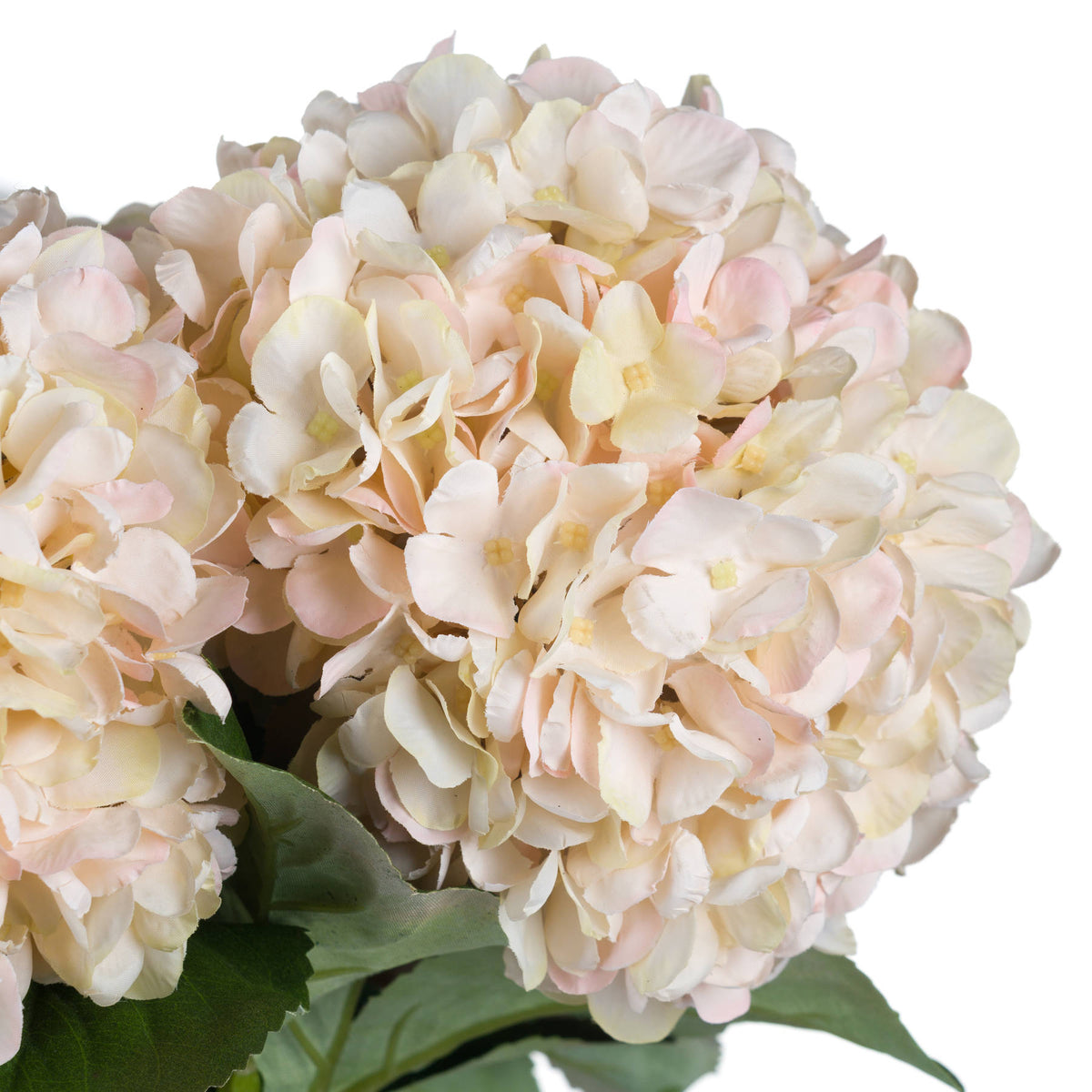 Autumn White Hydrangea - White