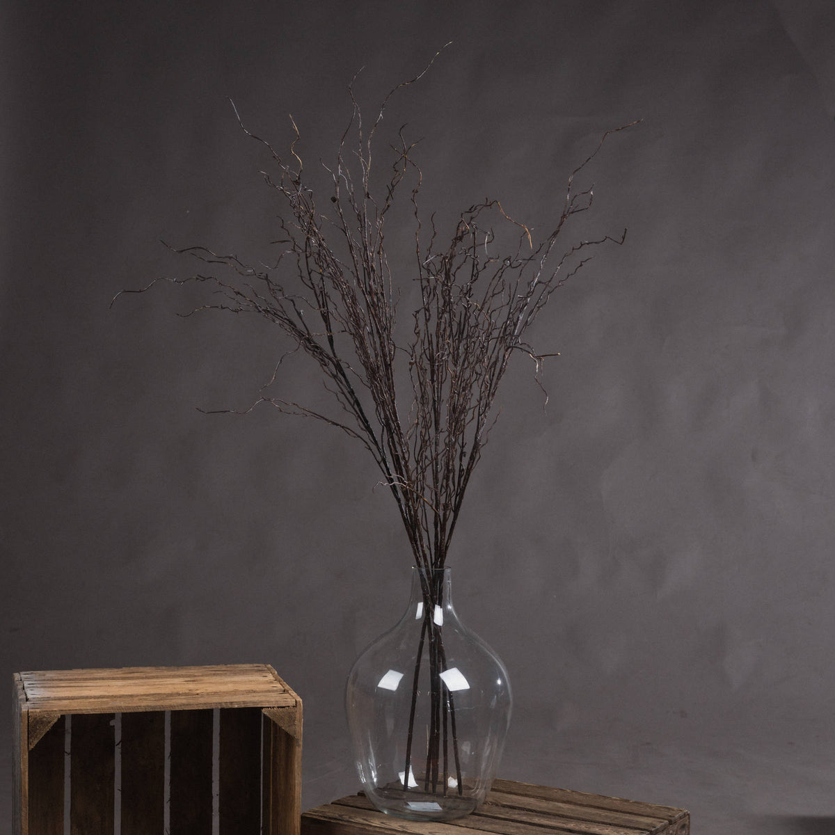 Medium Frosted Cypress Fir Branch Spray with Pinecones