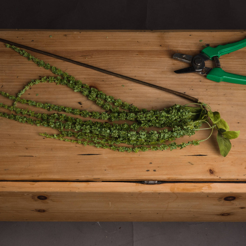 Green Amaranthus - Green
