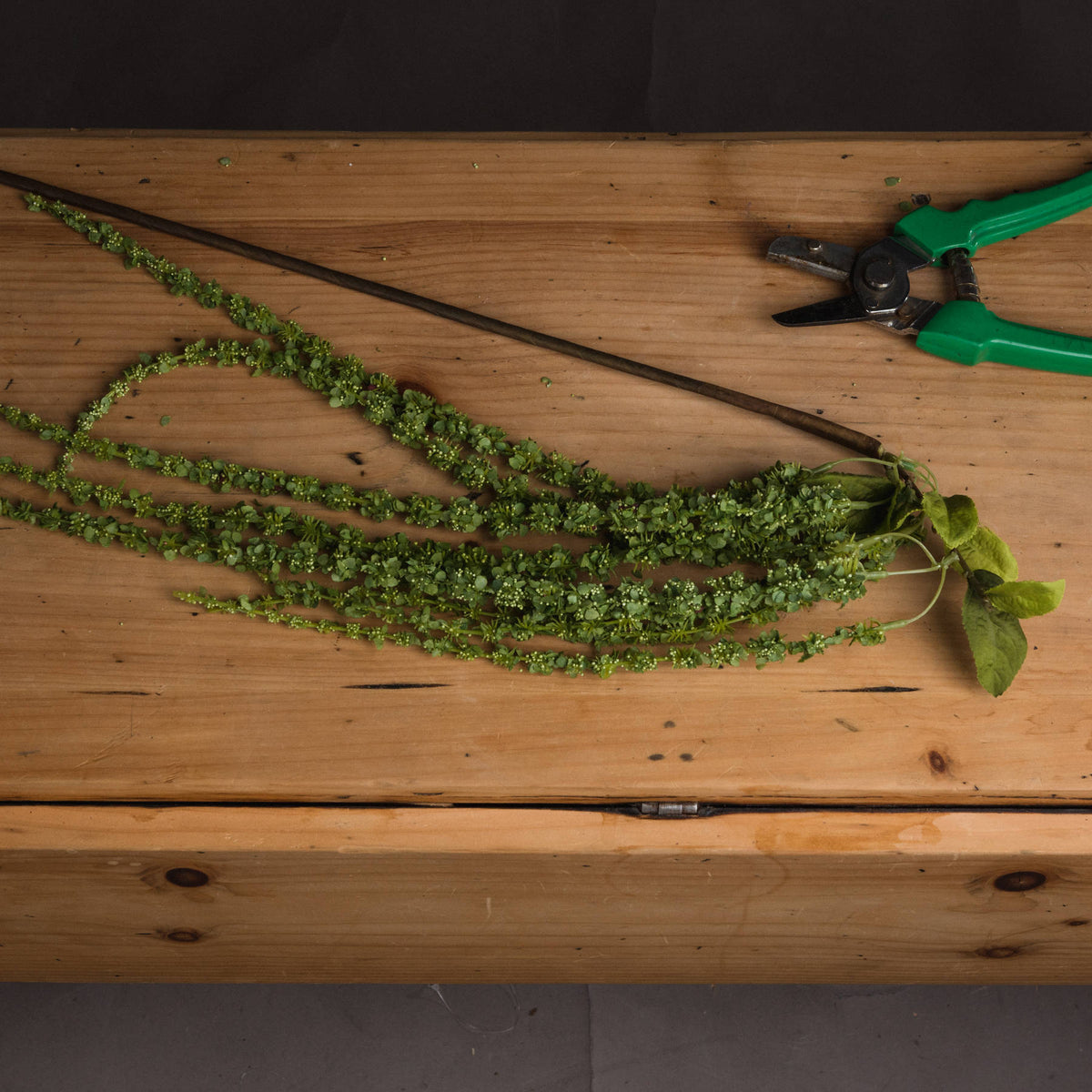 Green Amaranthus - Green