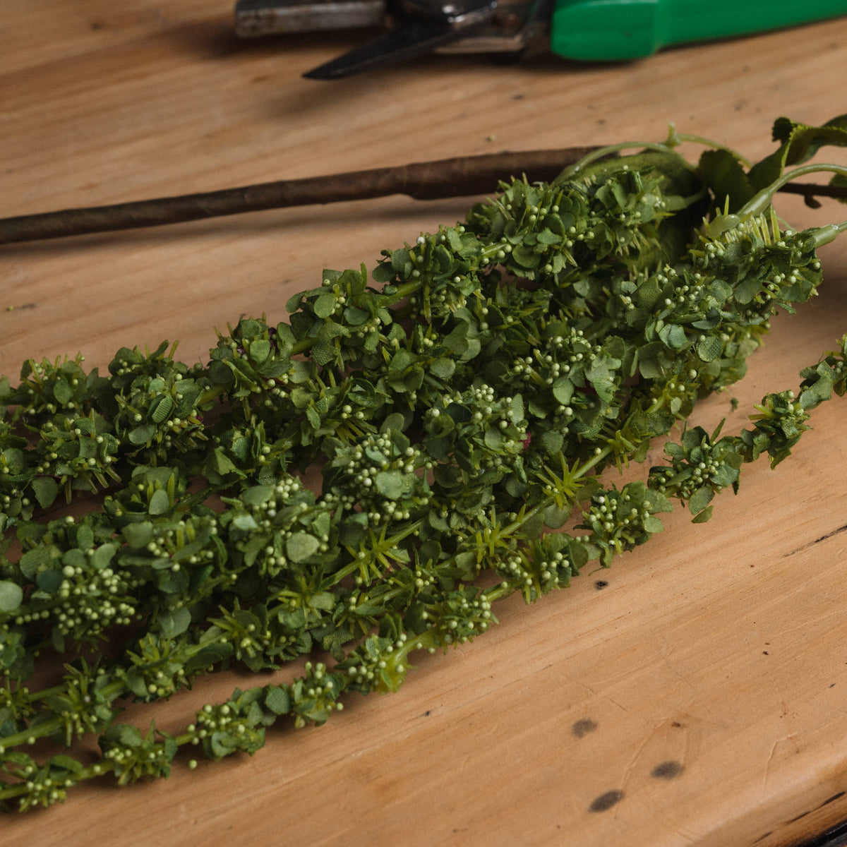 Green Amaranthus - Green