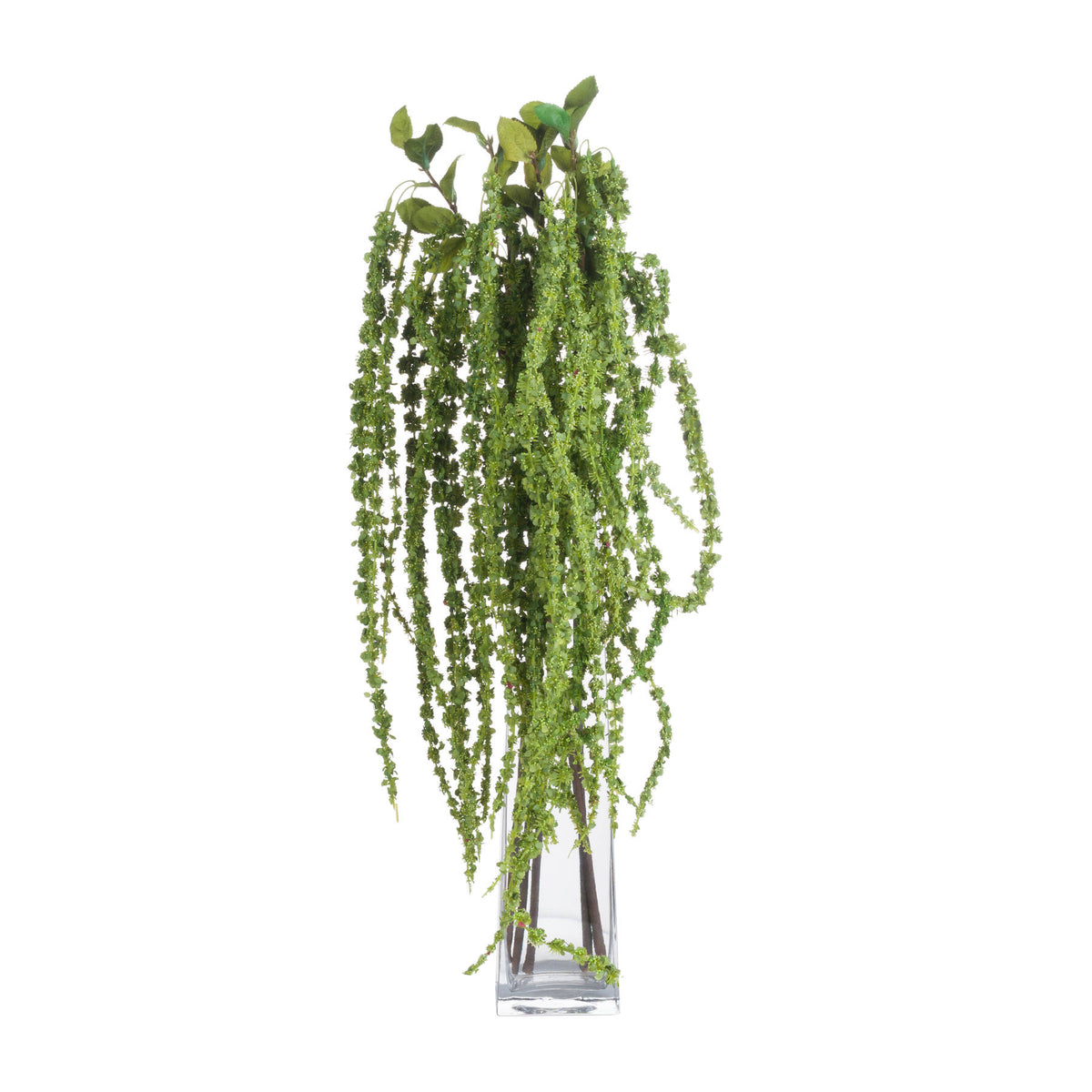 Green Amaranthus - Green