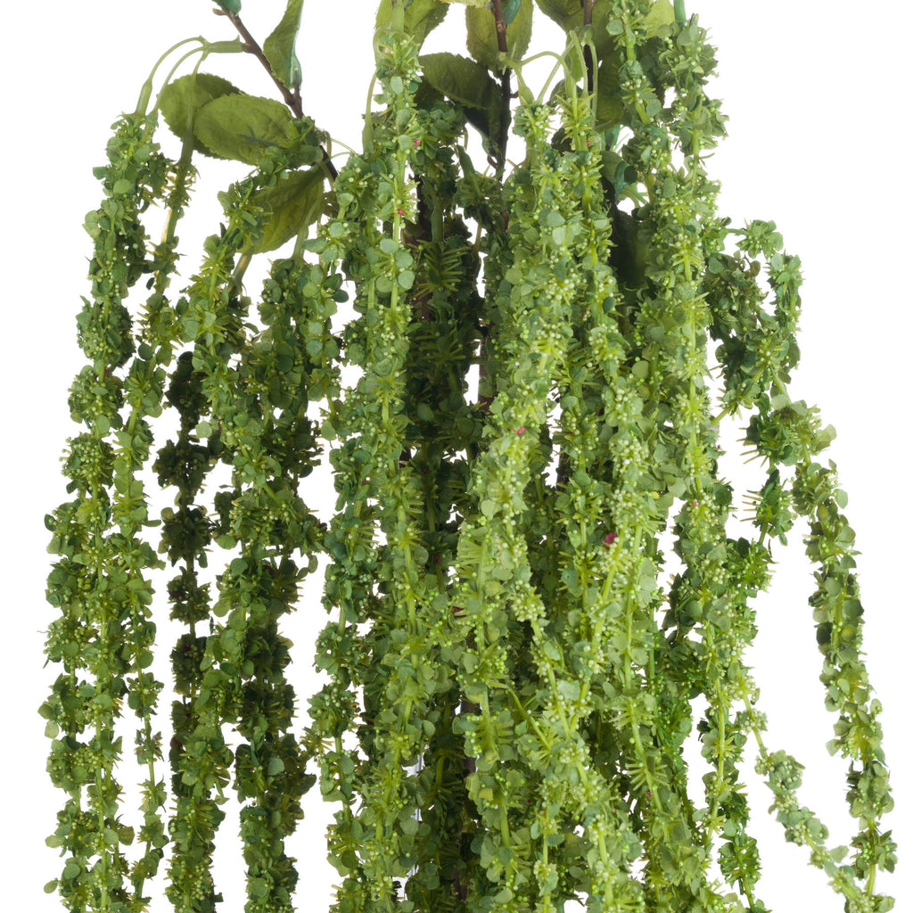 Green Amaranthus - Green