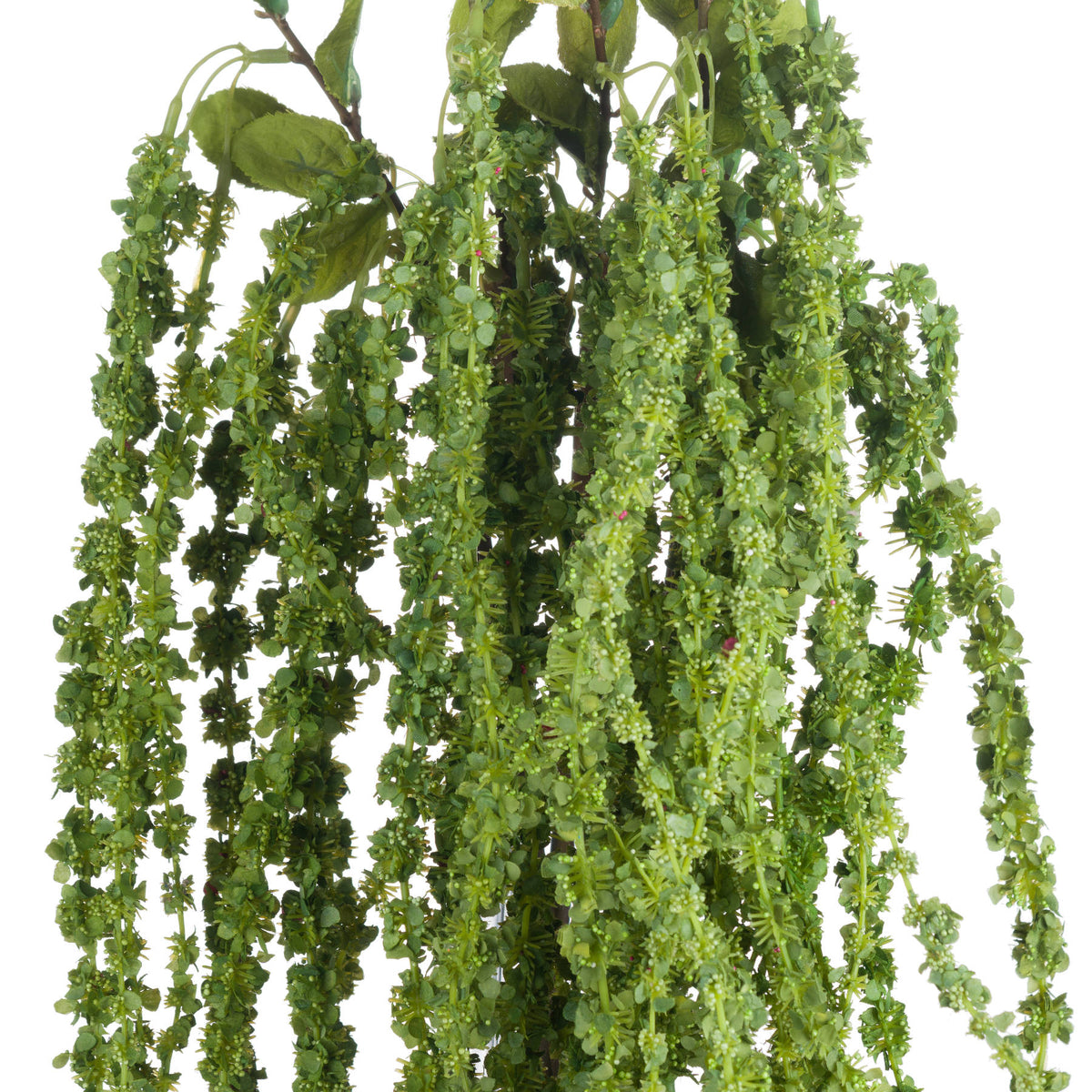 Green Amaranthus - Green